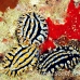 slug_sea_miy_sari_h_0005_mal1005.jpg